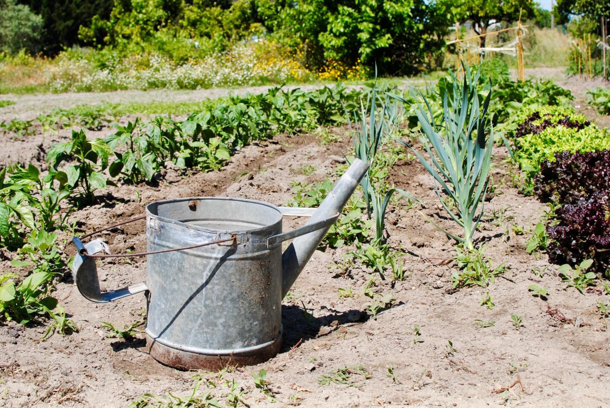 Chitaka'S Organic Farmhouse In Ribatejo Santo Estevao  Екстериор снимка
